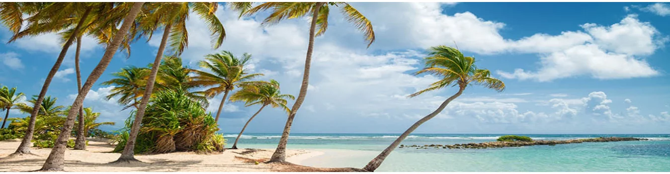 Rhum Blanc Biologique de Marie-Galante 40% vol - Quai Sud