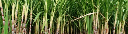 Le rhum agricole vs le rhum industriel : quelles sont les différences ?